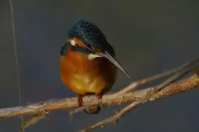 BORG101EDで撮影した写したカワセミの野鳥写真画像