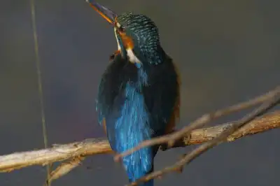 BORG101EDで撮影した写したカワセミの野鳥写真画像