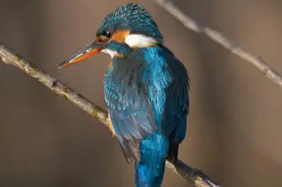 BORG101EDで撮影した写したカワセミの野鳥写真画像