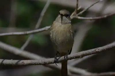 AFボーグ BORG101EDで撮影した写したジョウビタキの野鳥写真画像