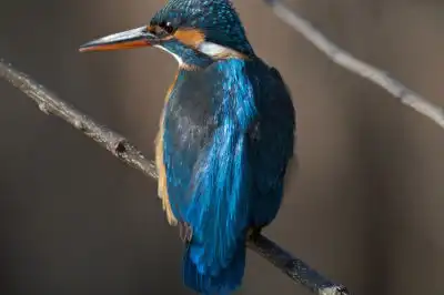 BORG101EDで撮影したカワセミの野鳥写真画像