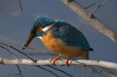 BORG101EDで撮影したカワセミの野鳥写真画像