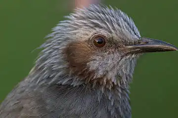 BORG125SDで撮影したヒヨドリの野鳥写真画像