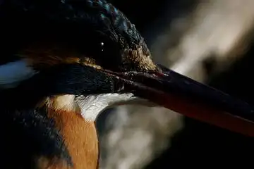 BORG125SDで撮影したカワセミの野鳥写真画像