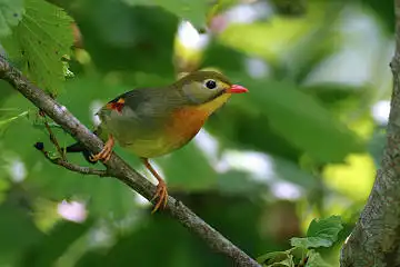 BORG125SDで撮影したソウシチョウの野鳥写真画像