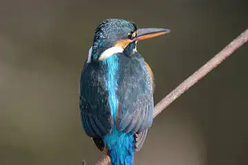 BORG125SDで撮影したカワセミの野鳥写真画像