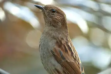 BORG125SDで撮影したカヤクグリの野鳥写真画像