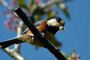 BORG125SDで撮影したヤマガラの野鳥写真画像