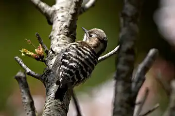 BORG125SDで撮影したコゲラの野鳥写真画像