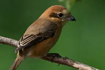 BORG125SDで撮影したモズの野鳥写真画像