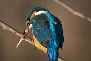 BORG125SDで撮影したカワセミの野鳥写真画像