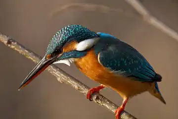 BORG125SDで撮影したカワセミの野鳥写真画像