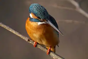 BORG125SDで撮影したカワセミの野鳥写真画像