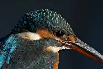 BORG125SDで撮影したカワセミの野鳥写真画像