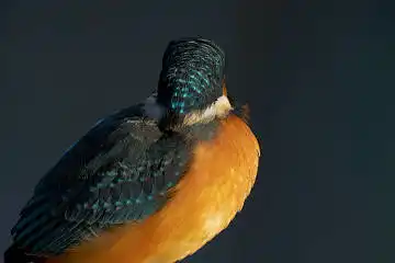 BORG125SDで撮影したカワセミの野鳥写真画像