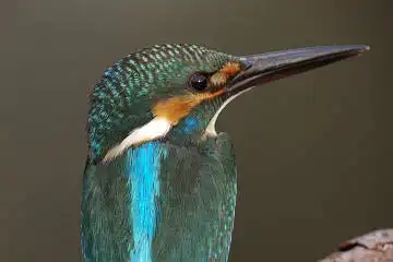 BORG125SDで撮影したカワセミの野鳥写真画像