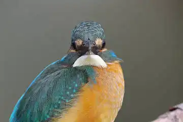 BORG125SDで撮影したカワセミの野鳥写真画像