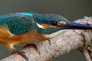 BORG125SDで撮影したカワセミの野鳥写真画像