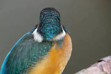 BORG125SDで撮影したカワセミの野鳥写真画像