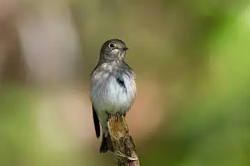 BORG125SDで撮影したエゾビタキの野鳥写真画像