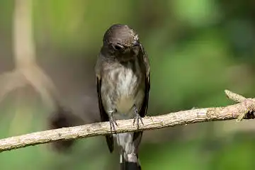 BORG125SDで撮影したエゾビタキの野鳥写真画像