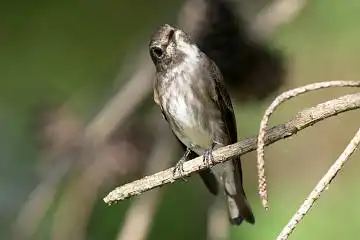 BORG125SDで撮影したエゾビタキの野鳥写真画像