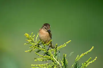 BORG125SDで撮影したノビタキの野鳥写真画像