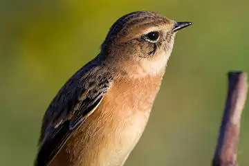 BORG125SDで撮影したノビタキの野鳥写真画像