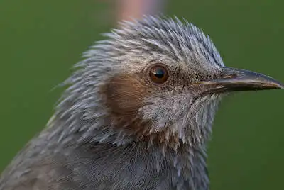 BORG125SDで撮影したヒヨドリの野鳥写真画像