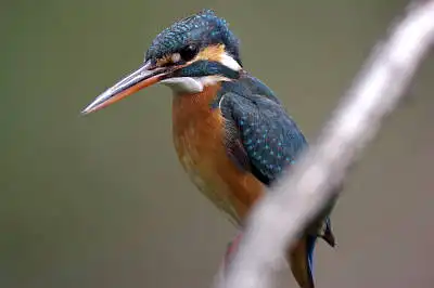 BORG125SDで撮影したカワセミの野鳥写真画像