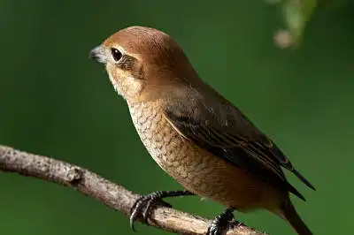 BORG125SDで撮影したモズの野鳥写真画像