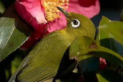 BORG125SDで撮影したメジロの野鳥写真画像