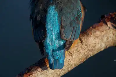 BORG125SDで撮影したカワセミの野鳥写真画像