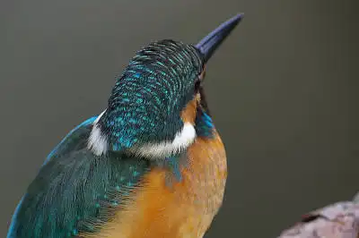 BORG125SDで撮影したカワセミの野鳥写真画像