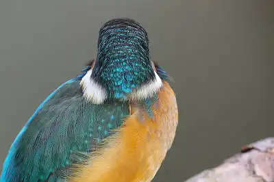 BORG125SDで撮影したカワセミの野鳥写真画像