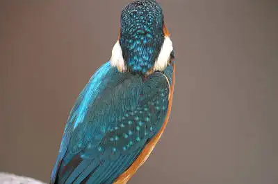 BORG125SDで撮影したカワセミの野鳥写真画像