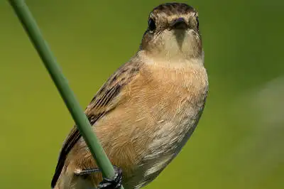 BORG125SDで撮影したノビタキの野鳥写真画像