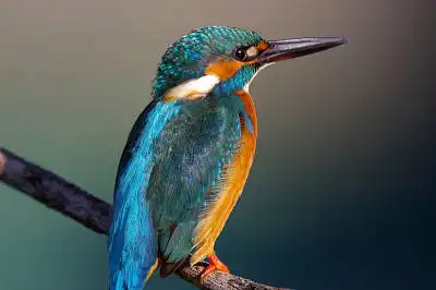 BORG125SDで撮影したカワセミの野鳥写真画像