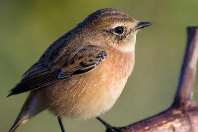 BORG125SDで撮影したノビタキの野鳥写真画像