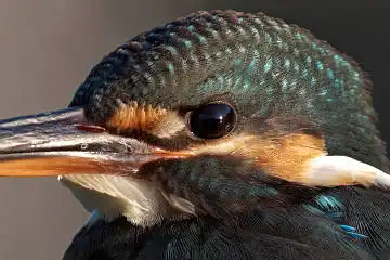 BORG125SDで撮影したカワセミの白い羽毛野鳥写真画像