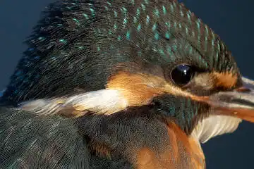 BORG125SDで撮影したカワセミの白い羽毛野鳥写真画像