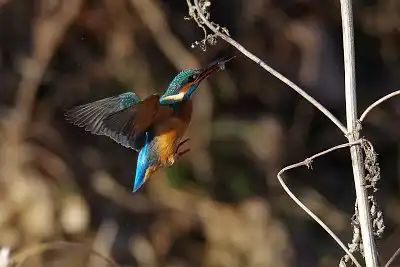 BORG71FL/カワセミトビモノ写真。