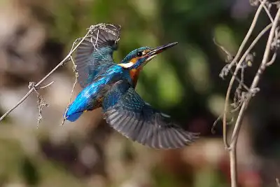 BORG71FL/カワセミトビモノ写真。