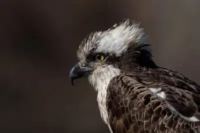 BORG71FL/カワセミなど野鳥の写真。