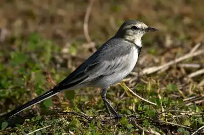 BORG71FLで撮影した野鳥・ハクセキレイの写真画像