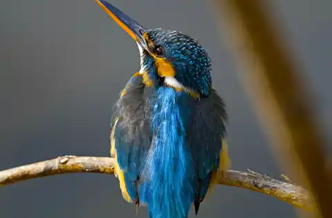 BORG71FLで撮影した野鳥・カワセミの写真画像