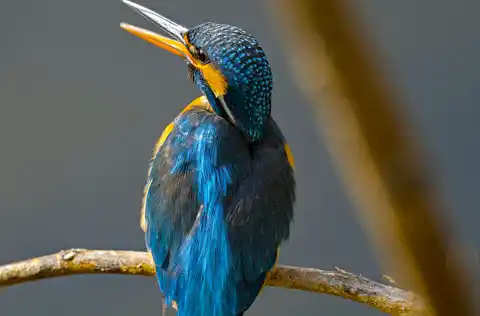 BORG71FLで撮影した野鳥・カワセミの写真画像