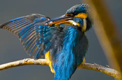 BORG71FLで撮影した野鳥・カワセミの写真画像
