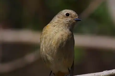 BORG71FLで撮影した野鳥・ジョウビタキの写真画像