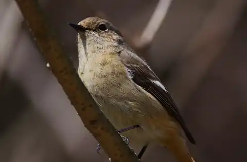BORG71FLで撮影した野鳥・ジョウビタキの写真画像